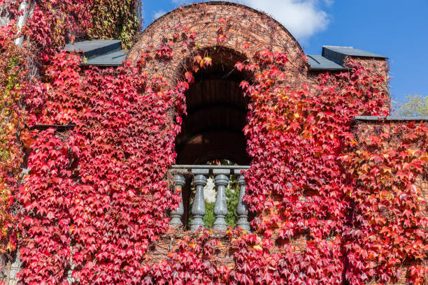 istock Building facade part overgrown with climbing plants with autumn leaves 1352007780