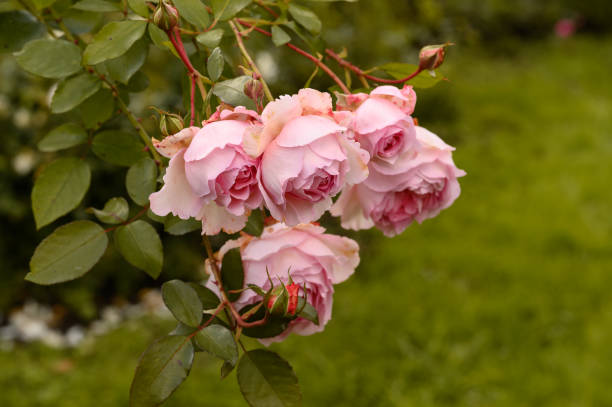 istock bush of old beautiful pink roses 1352007862