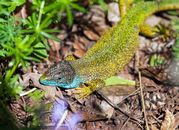 istock European green lizard in Latin Lacerta viridis 1352008030