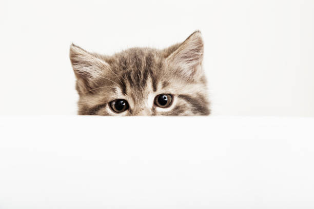 istock Kitten head peeking over blank white sign placard. Pet kitten curiously peeking behind white banner background with copy space. Tabby baby cat on placard template. 1352008186
