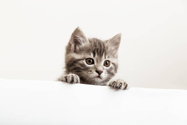 istock Kitten surprised portrait with paws peeking over blank white sign placard look side. Tabby baby cat on placard template. Pet kitten curiously peeking behind white banner background with copy space 1352008191