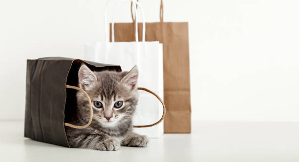 小さなタビー子猫が紙袋に隠れています。配達袋に入った猫。ショッピングセール購入コンセプト。白い背景にコピースペースを持つ長いウェブバナー。 - domestic cat bag shopping gift ストックフォトと画像
