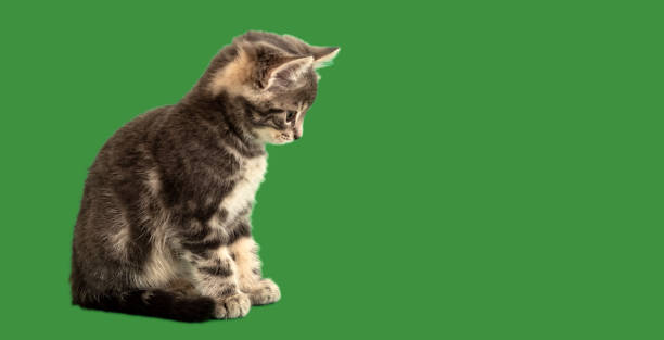 istock Small tabby kitten look side on green background on copy space. Gray cat isolated on color background. Long web banner with copy space 1352008193