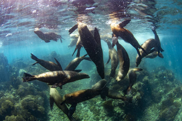 istock sea lion family underwater in backlight 1352008734