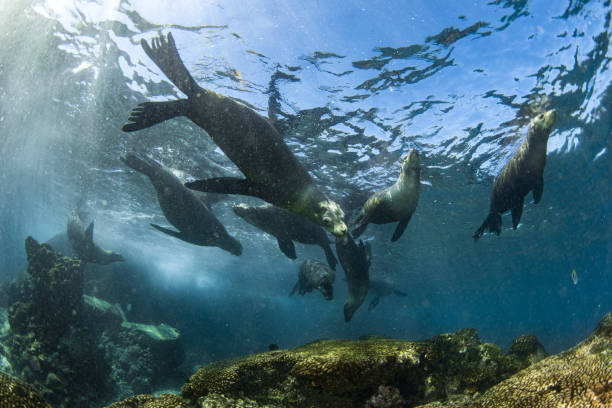 istock sea lion family underwater in backlight 1352008742