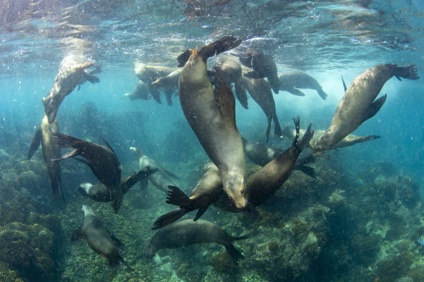 istock sea lion family underwater in backlight 1352008752