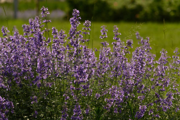 Nepeta faassenii (catmint, Faassen's catnip) in full bloom Nepeta faassenii (catmint, Faassen's catnip) in full bloom nepeta faassenii stock pictures, royalty-free photos & images