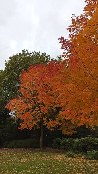 istock Golden Maple tree in the park. Autumn forest colors 1352009246