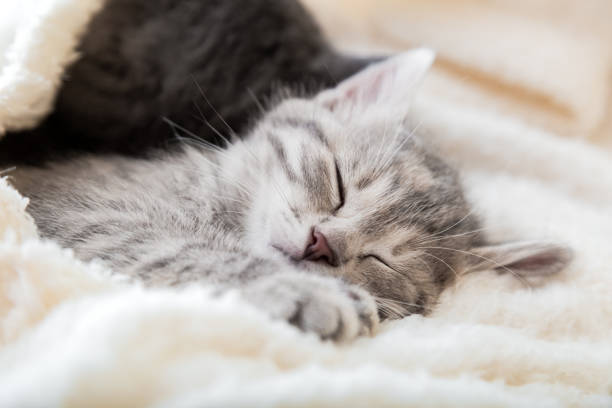 istock Cute tabby kitten sleeps on white soft blanket. Cats rest napping on bed. Feline love and friendship. Comfortable pets sleep at cozy home. 1352009553
