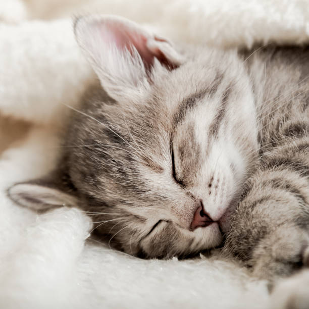 istock Cute tabby kitten sleep on white soft blanket. Cats rest napping on bed. Comfortable pet sleep at cozy home. Cat sleep on pillow under blanket. Close up 1352009571