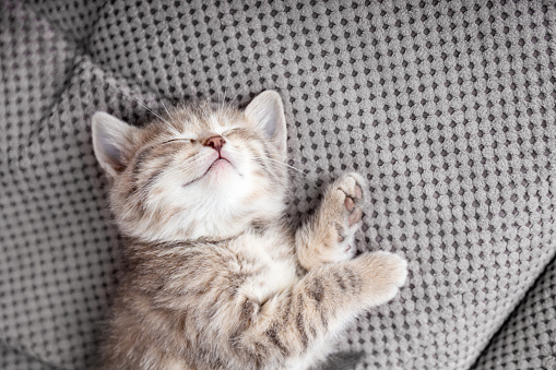 Cute tabby kitten lies on gray soft sofa blanket. Cat rest napping on bed. Comfortable pet sleeping in cozy home. Top view with copy space.