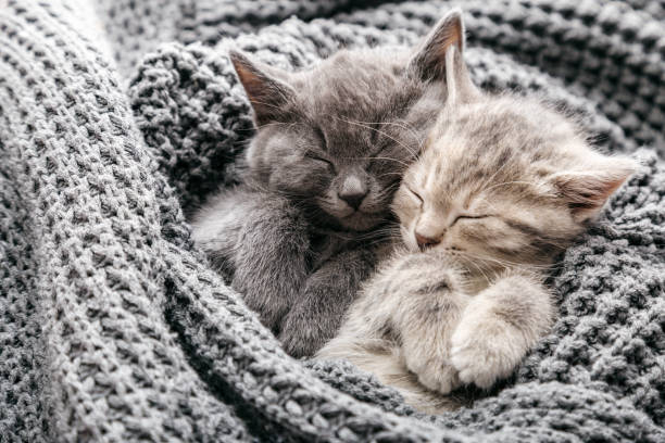 couple of sleeping kittens in love on valentine day. cat noses close up. family of sleeping kittens in love hug and kiss. cats cozy sleep at home. - cute kitten animal young animal imagens e fotografias de stock