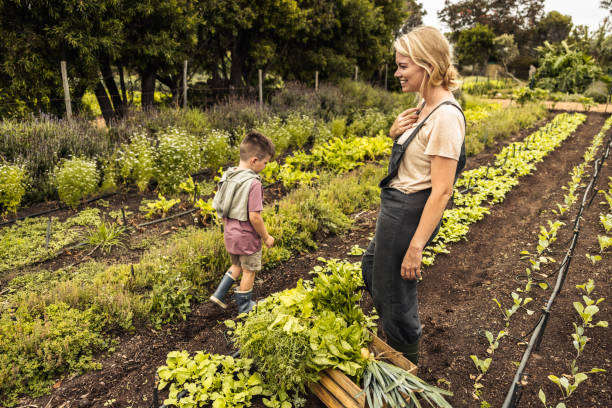 istock Happy single mother harvesting vegetables with her son 1352010626