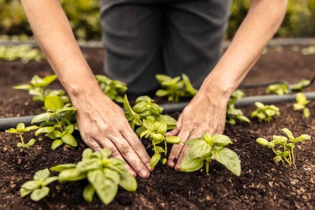 istock Unrecognizable female farmer planting a seedling into the ground 1352010698