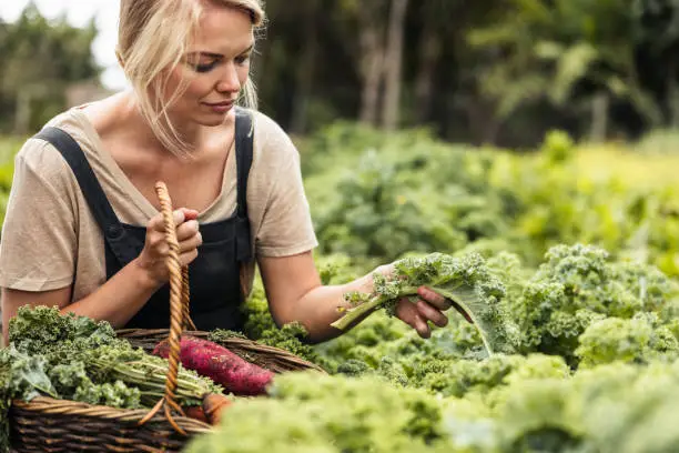 Photo of Young woman picking fresh kale in a vegetable garden