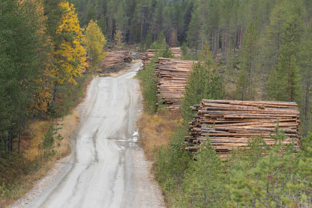 istock Freshly cut and piled lumber conifer trees as a raw material resource for wood industry next to a road 1352011155