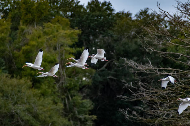 istock A natural white Ibis in Hilton Head Island, South Carolina 1352017805