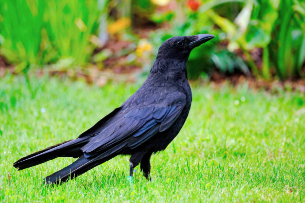 young raven stock photo