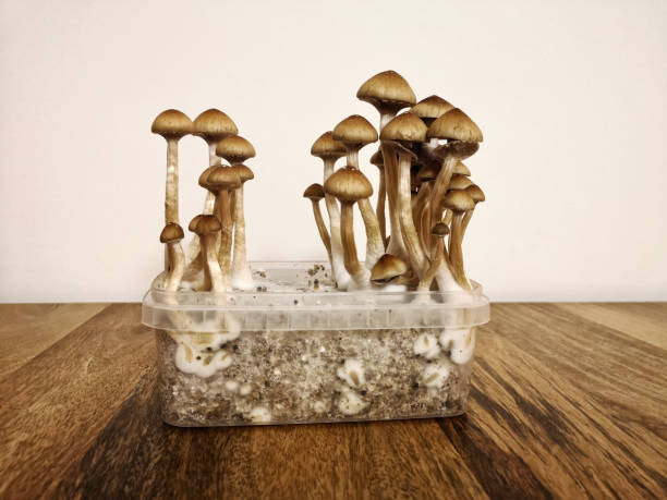 magic mushrooms McKennai stock photo