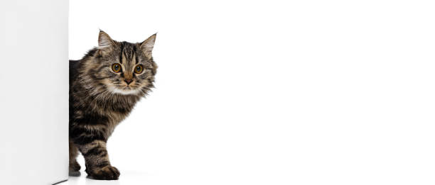 istock One gorgeous white-gray cat of Siberian breed posing isolated on white studio background. Animal life concept 1352018129