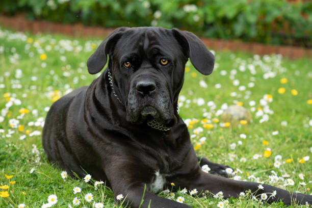Italian mastiff The Cane Corso is an Italian breed of mastiff. huge black dog stock pictures, royalty-free photos & images