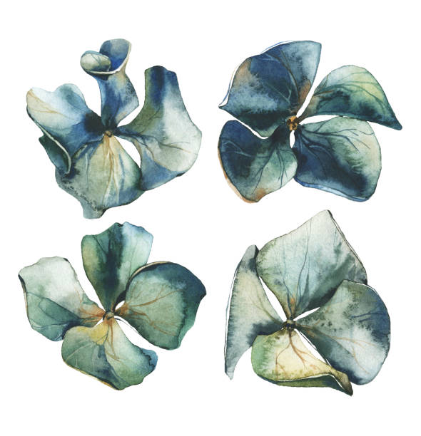 istock Watercolor painted floral set of blue flowers of hydrangea isolated. 1352018902