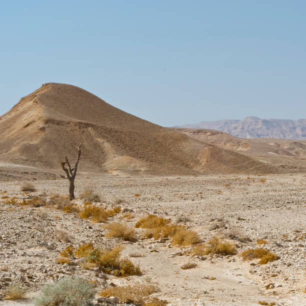 istock Life in a lifeless desert 1352023556