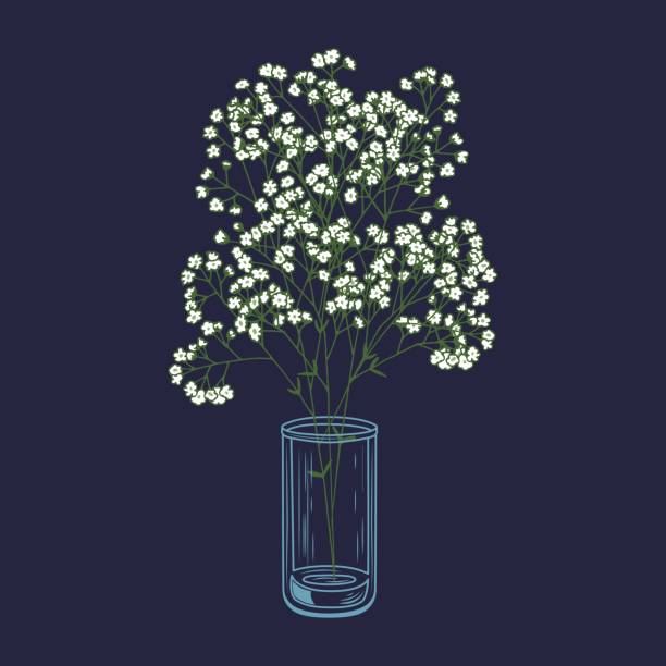 Gypsophila flowers in a glass vase hand drawn vector illustration White flowers bouquet. Gypsophila flowers. Transparent clear glass vase. Blue background. Vector Illustration. gypsophila stock illustrations