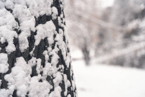 Tree trunk in snow,  beautiful natural winter background and texture