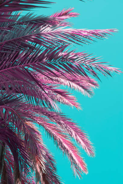 Part of pink bright palm leaves and plants in a tropical garden on blue sky background. Infrared style. stock photo