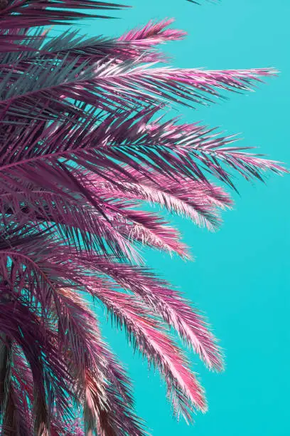 Photo of Part of pink bright palm leaves and plants in a tropical garden on blue sky background. Infrared style.