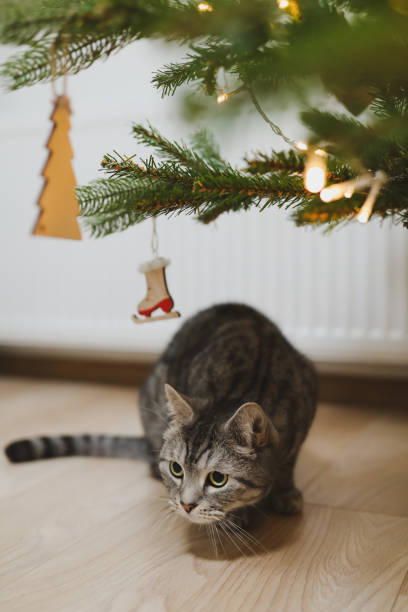 istock Funny tabby cat under the decorated Christmas tree 1352030885