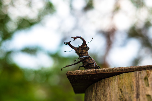 Stag beetle. Lucanus cervus. Listed in the red book. Beetle in a fighting stance.