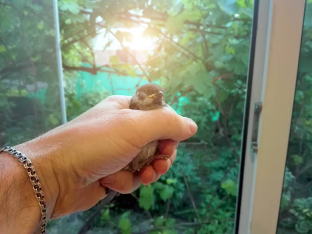 A man lets the bird through the window to freedom. Toning