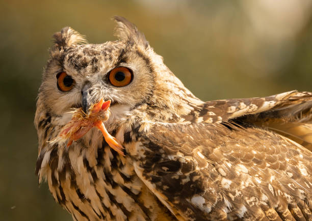 istock portrait of a large eared eagle owl eating a chicken 1352031155
