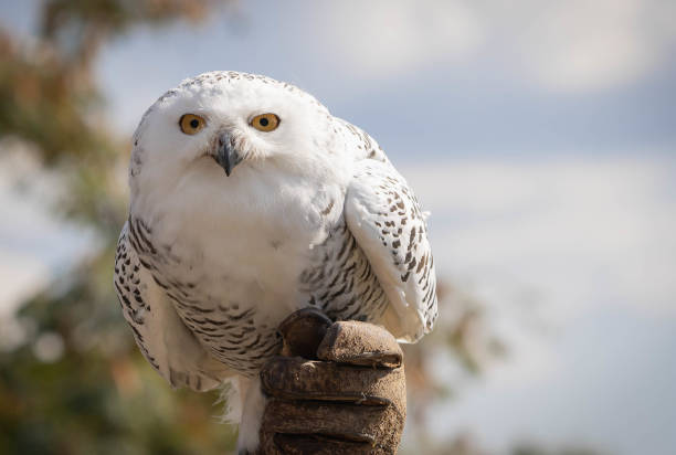 wielka biała śnieżna sowa na tle błękitnego nieba - great white owl zdjęcia i obrazy z banku zdjęć