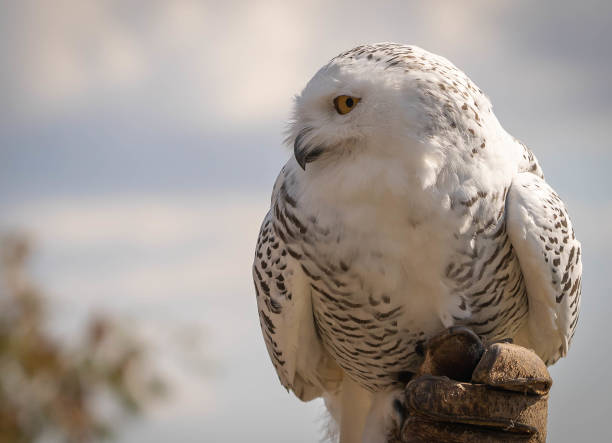 great white snowy owl on a background of blue sky - great white owl imagens e fotografias de stock