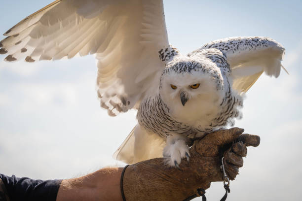 grande coruja branca de neve em um fundo de céu azul - great white owl - fotografias e filmes do acervo