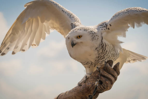 grande coruja branca de neve em um fundo de céu azul - great white owl - fotografias e filmes do acervo