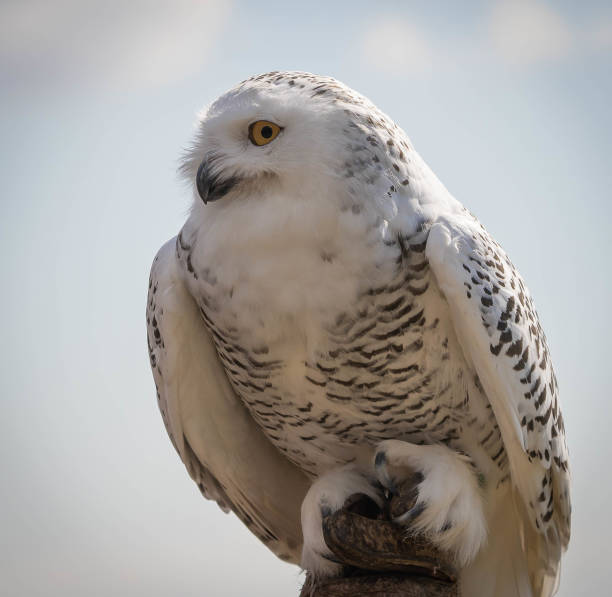 great white snowy owl on a background of blue sky - great white owl imagens e fotografias de stock