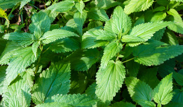 istock Green nettle with sunlight on a field in summer 1352033585