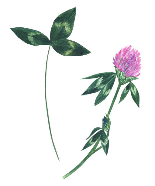 ilustrações, clipart, desenhos animados e ícones de flor de trevo rosa e folha isolada em fundo branco. trifolium pretense. ilustração desenhada à mão com aquarela. - pretense