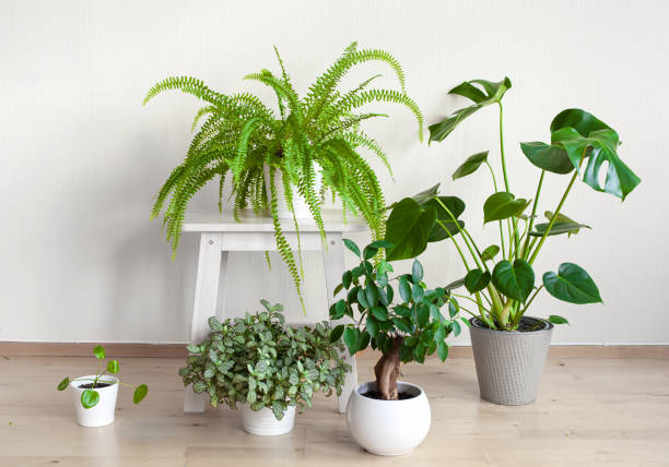 houseplants fittonia, monstera, nephrolepis and ficus microcarpa ginseng in white flowerpots houseplants fittonia, monstera, nephrolepis and ficus microcarpa ginseng in white flowerpots ficus microcarpa bonsai stock pictures, royalty-free photos & images