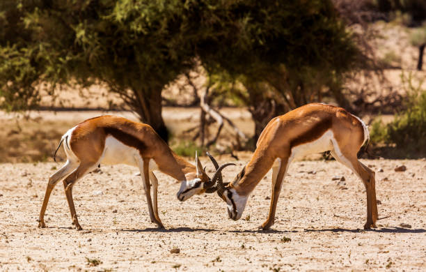 istock Springbok in Kgalagadi transfrontier park, South Africa 1352034336