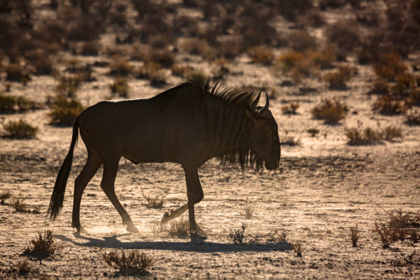 istock Blue wildebeest in Kgalagadi transfrontier park, South Africa 1352034441