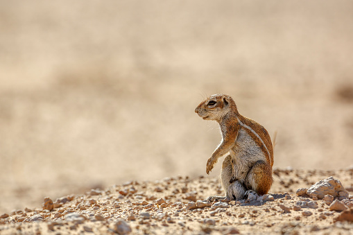 Cape ground squirrel isolated in natural backgound in desert area in Kgalagadi transfrontier park, South Africa; specie Xerus inauris family of Sciuridae