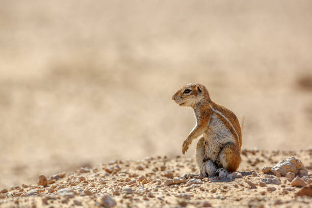Cape ground squirrel in Kgalagadi transfrontier park, South Africa Cape ground squirrel isolated in natural backgound in desert area in Kgalagadi transfrontier park, South Africa; specie Xerus inauris family of Sciuridae african ground squirrel stock pictures, royalty-free photos & images