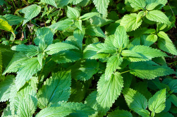 istock Green nettle with sunlight on a field in summer 1352034538