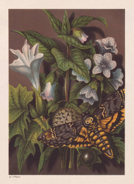 ядовитые растения и африканский ястребиный мотылёк, хромолитография, опубликована в 1878 году - horticulture butterfly plant flower stock illustrations