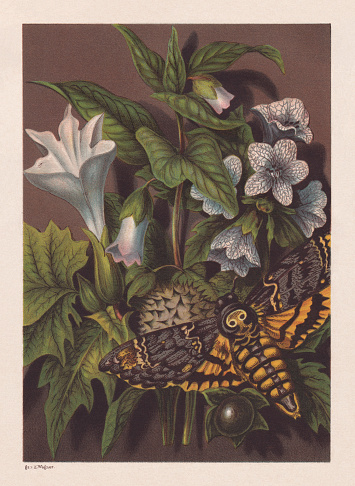 Poisonous plants (left to right): Thorn apple (Datura stramonium); Banewort (Atropa belladonna); Henbane (Hyoscyamus niger). in the foreground the African death's-head hawkmoth (Acherontia atropos). Due to its way of life and the imposing appearance with the 